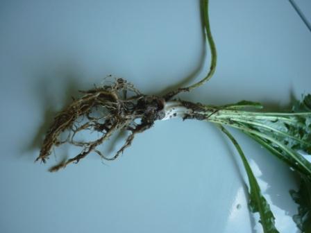 Young Dandelion Plants Roots Too Small for Harvest