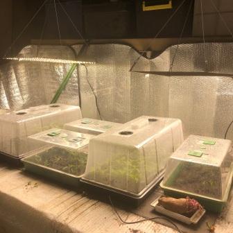 Heat Mats and Grow Lights for Vegetable Seedlings