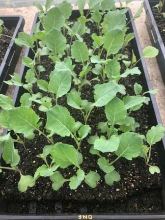 Brassica seedlings germinated with heat mat and grow lights