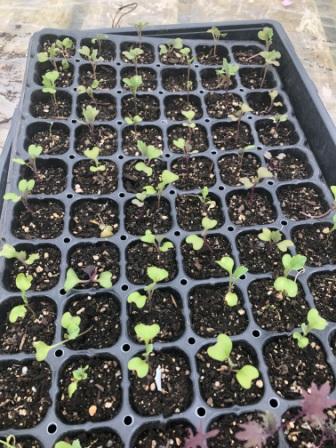 Brassica Seedlings NO heat mat or grow lights