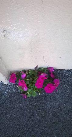 Flowers growing out of a concrete wall
